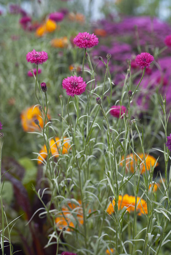无人,竖图,室外,特写,白天,美景,植物,英国,景观,花,花瓣,粉色,自然,夏天,景色,摄影,自然风光,矢车菊,彩图,对焦