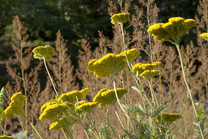 无人,横图,室外,特写,白天,美景,植物,英国,景观,花,花瓣,粉色,黄色,自然,夏天,景色,摄影,自然风光,西洋蓍草,彩图,多年生植物