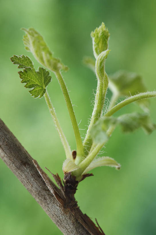 无人,竖图,室外,特写,白天,美景,植物,叶子,英国,景观,绿色,自然,春天,景色,摄影,生长,灌木,清新,显现,自然风光,落叶树,彩图,对焦