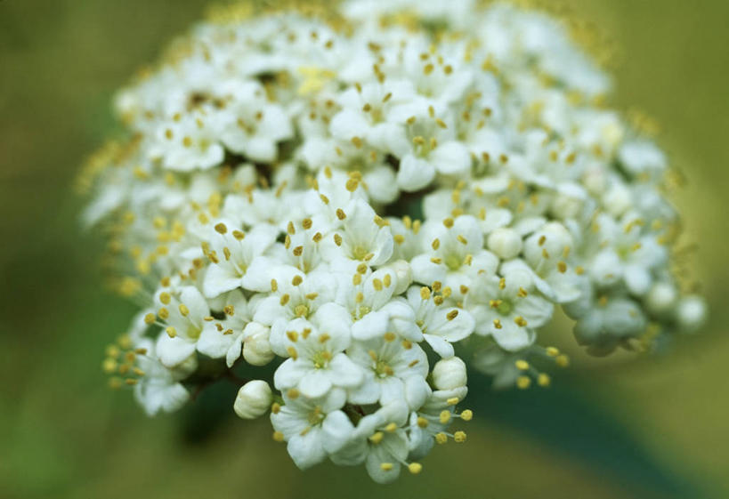 无人,横图,室外,特写,白天,美景,植物,英国,景观,花,花瓣,一个,白色,自然,花束,春天,景色,摄影,单个,灌木,自然风光,荚莲,苍白,彩图,孩儿拳,对焦