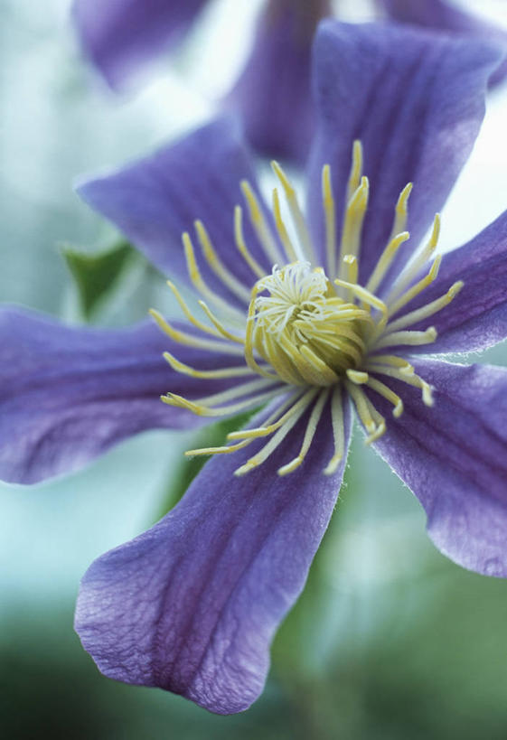 无人,攀登,竖图,室外,特写,白天,美景,植物,英国,景观,铁线莲,花,花瓣,一个,紫色,自然,夏天,景色,摄影,单个,灌木,自然风光,落叶树,彩图,对焦