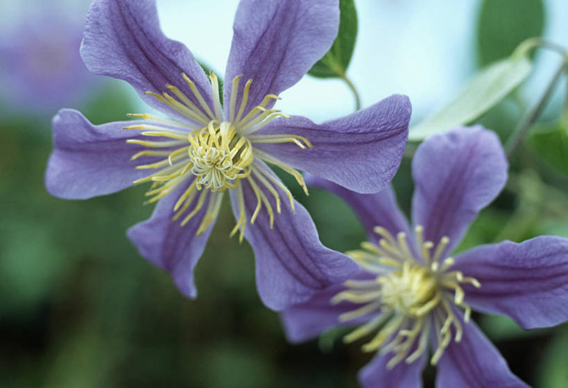 无人,攀登,横图,室外,特写,白天,美景,植物,英国,景观,铁线莲,花,花瓣,两个,紫色,自然,夏天,景色,摄影,灌木,自然风光,落叶树,彩图,对焦