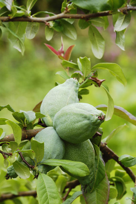 无人,竖图,室外,特写,白天,美景,植物,木瓜,水果,英国,景观,树,绿色,自然,夏天,景色,摄影,灌木,自然风光,落叶树,彩图,对焦