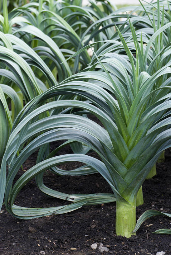 无人,竖图,室外,特写,白天,美景,植物,蔬菜,叶子,英国,一排,整齐,景观,食品,饮食,排列,绿色,自然,夏天,景色,摄影,生长,队列,自然风光,韭,彩图