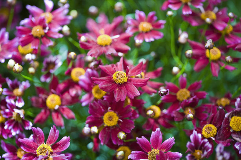 无人,横图,室外,特写,白天,美景,植物,英国,景观,花,花瓣,粉色,自然,夏天,景色,摄影,自然风光,金鸡菊,彩图,对焦