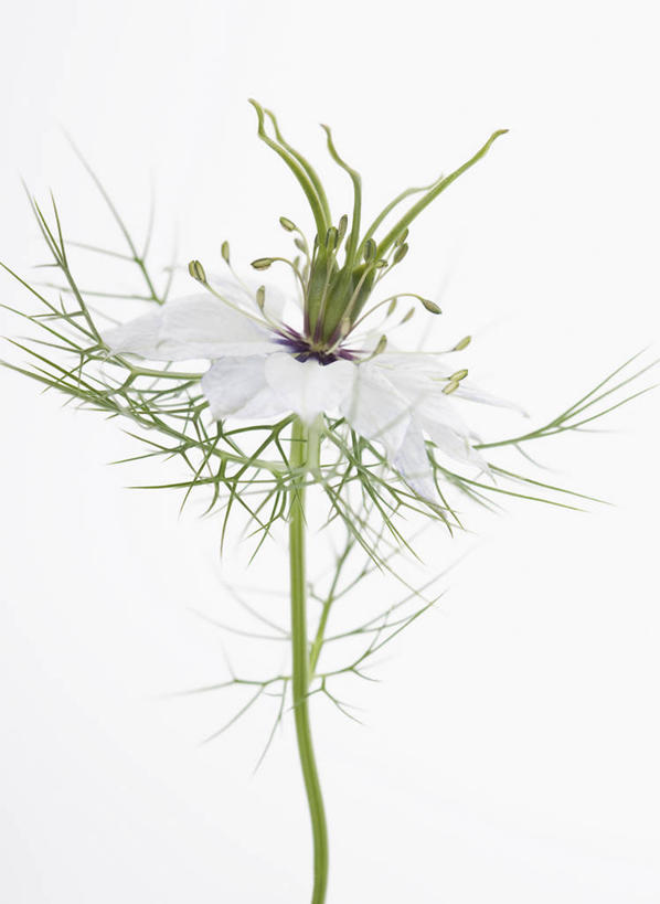 无人,竖图,方图,室内,特写,白天,白色背景,美景,植物,英国,景观,调味,香料,佐料,花,花瓣,一个,白色,自然,夏天,景色,摄影,单个,葛缕子,配料,雄蕊,自然风光,作料,彩图,影棚拍摄