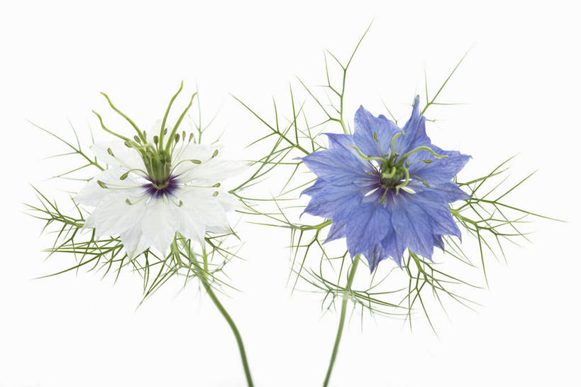 无人,横图,方图,室内,特写,白天,白色背景,美景,植物,英国,景观,调味,香料,佐料,花,花瓣,两个,蓝色,白色,自然,夏天,景色,摄影,葛缕子,配料,雄蕊,自然风光,作料,彩图,影棚拍摄