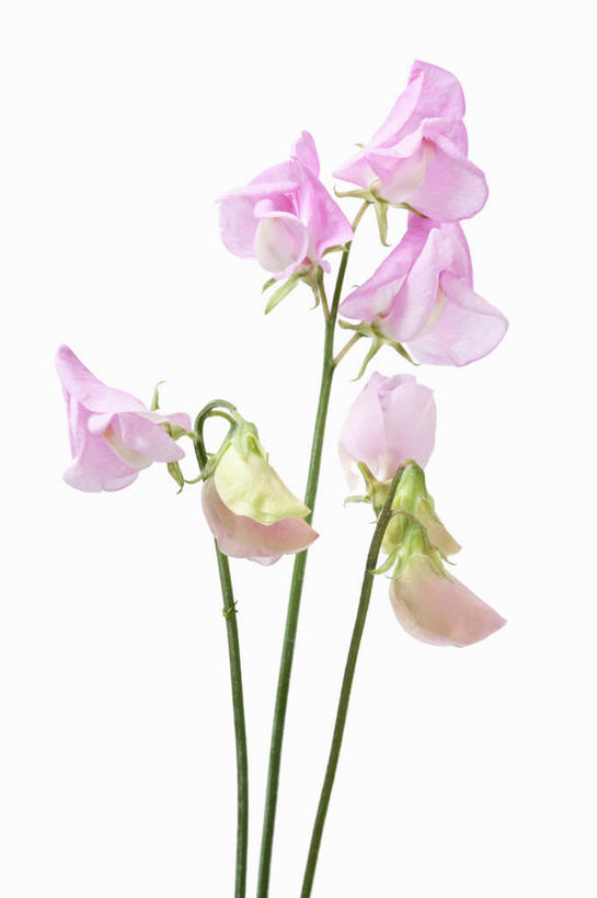 无人,竖图,室内,特写,白天,白色背景,美景,植物,英国,景观,香豌豆,花,花瓣,粉色,自然,花束,夏天,景色,摄影,自然风光,选择,彩图,影棚拍摄