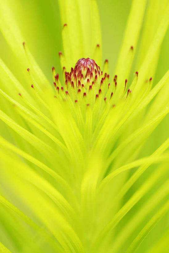 无人,竖图,室外,特写,白天,美景,植物,英国,景观,花,花瓣,黄色,红色,绿色,自然,景色,摄影,自然风光,式样,彩图,全画面,全框架,全帧,全画幅,鹿舌草,对焦