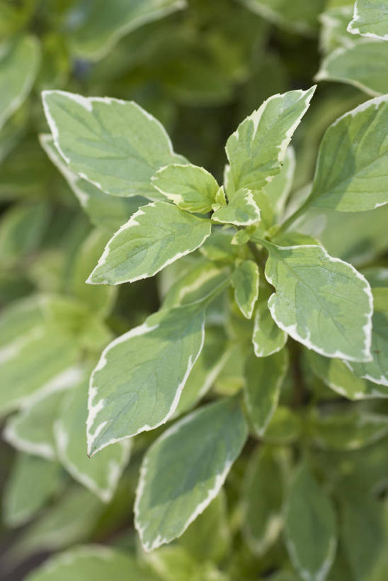 无人,竖图,室外,特写,白天,美景,植物,叶子,英国,景观,食品,饮食,绿色,自然,夏天,景色,摄影,罗勒,草本,自然风光,彩图,对焦