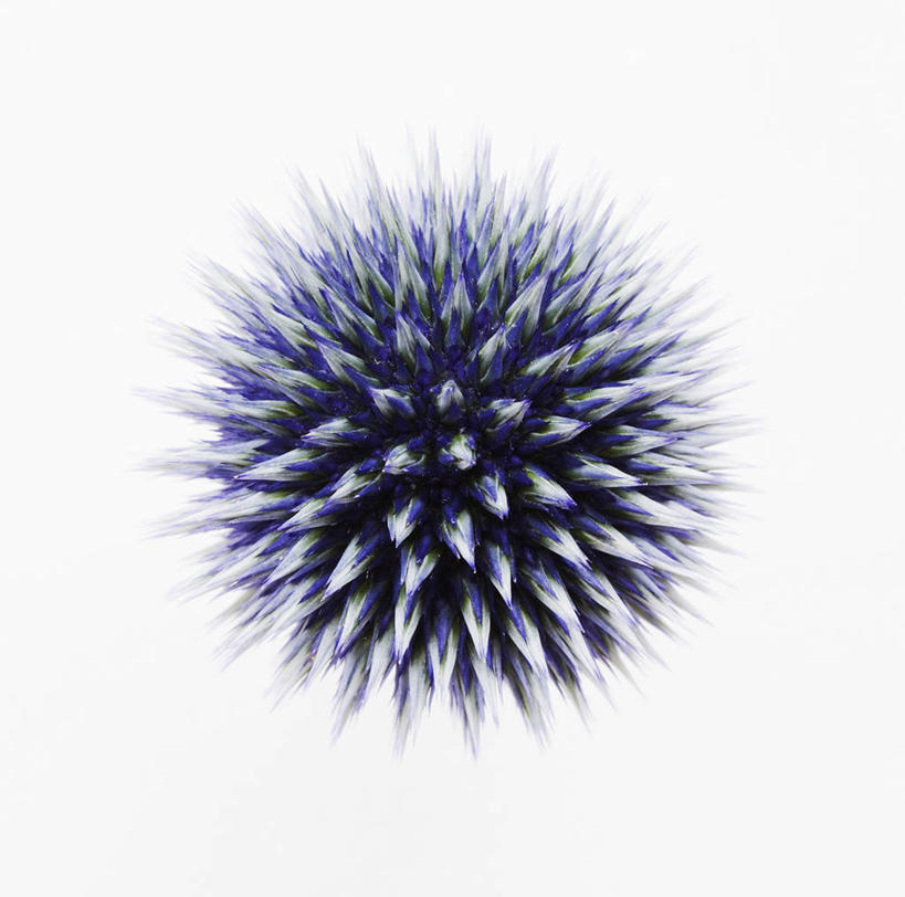 无人,横图,方图,俯视,室内,特写,白天,白色背景,美景,植物,英国,盛开,景观,花蕾,花,花瓣,花朵,鲜花,一朵,一个,蓝色,紫色,自然,夏天,花苞,花蕊,蓟,景色,摄影,单个,荆棘,自然风光,蓝刺头,彩图,高角度拍摄,影棚拍摄,多年生植物