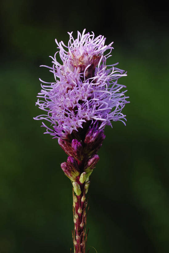无人,竖图,室外,特写,白天,留白,美景,植物,英国,景观,花,花瓣,粉色,紫色,自然,景色,摄影,自然风光,彩图,鹿舌草