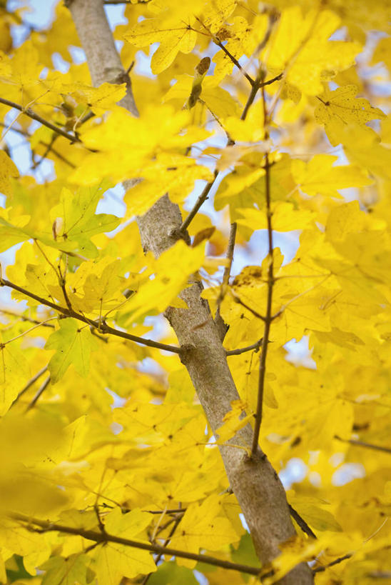 无人,竖图,彩色,室外,特写,白天,美景,植物,枫树,叶子,英国,景观,树,黄色,自然,景色,摄影,五颜六色,色彩斑斓,自然风光,五彩缤纷,落叶树,五彩斑斓,五光十色,秋天,彩图,对焦