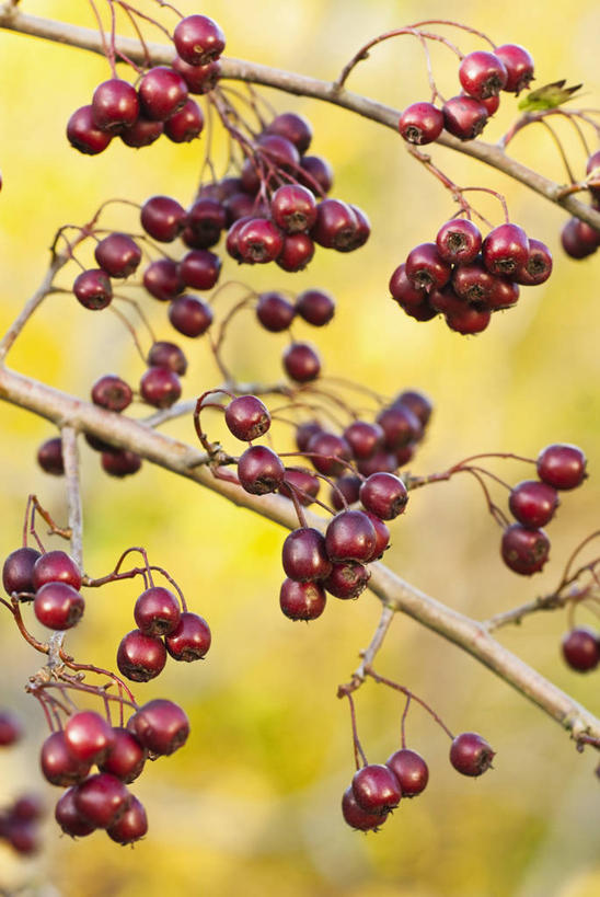 无人,竖图,室外,特写,白天,美景,植物,浆果,英国,景观,红色,自然,山楂树,景色,摄影,灌木,自然风光,落叶树,秋天,彩图,对焦