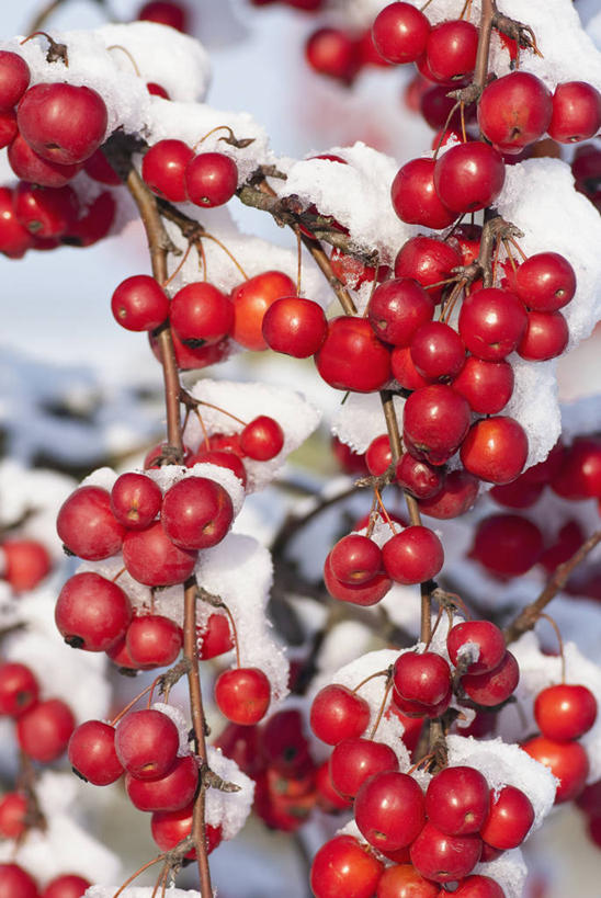 无人,竖图,室外,特写,白天,美景,雪,植物,水果,英国,景观,冬天,海棠,树,红色,自然,景色,寒冷,摄影,灌木,自然风光,苹果树,落叶树,彩图,对焦