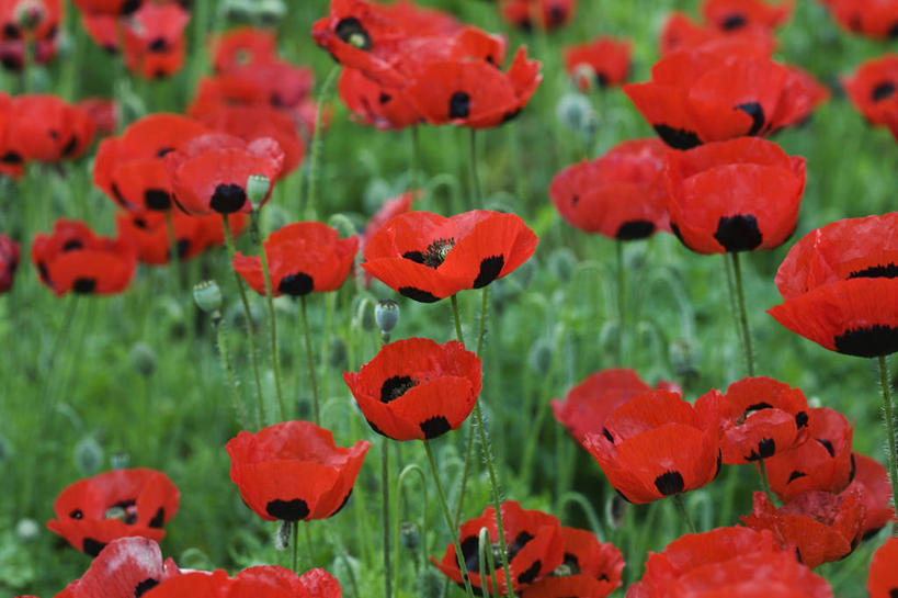 无人,横图,室外,特写,白天,美景,植物,英国,许多,景观,很多,花,花瓣,一个,红色,自然,夏天,景色,摄影,单个,自然风光,彩图,对焦