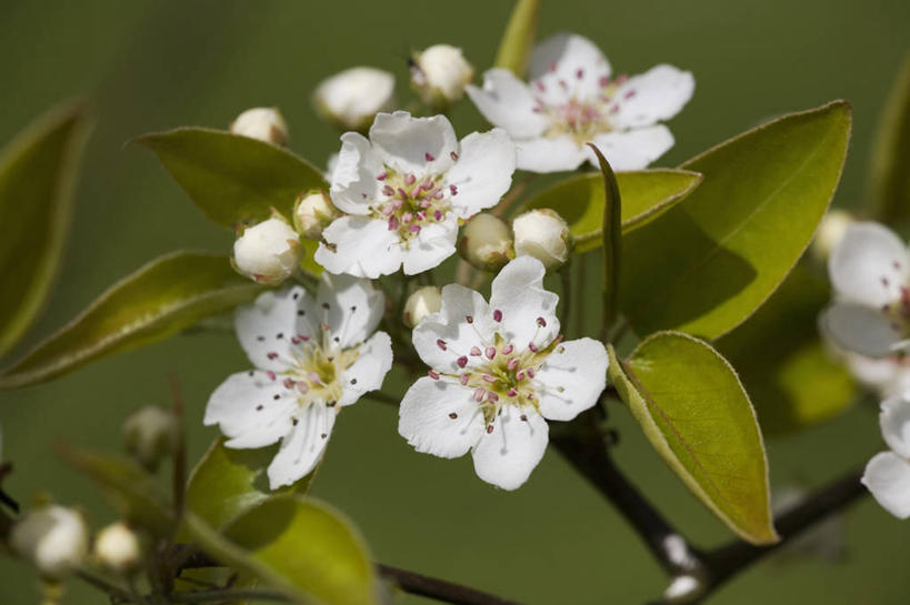 无人,横图,室外,特写,白天,美景,植物,梨,英国,景观,果树,花,花瓣,花朵,树,白色,自然,春天,景色,摄影,自然风光,落叶树,梨树,彩图,对焦
