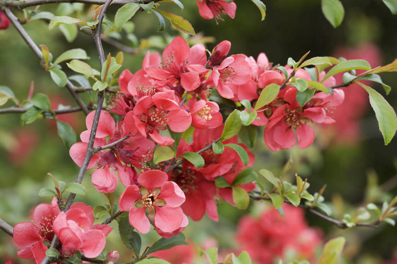 无人,横图,室外,特写,白天,美景,植物,木瓜,英国,景观,花,花瓣,花朵,粉色,自然,春天,景色,摄影,灌木,自然风光,落叶树,彩图,对焦