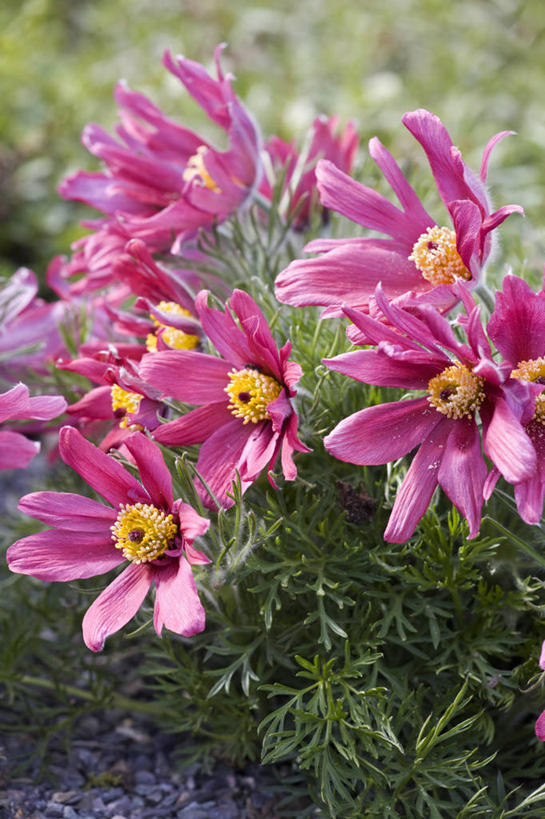 无人,竖图,室外,特写,白天,美景,植物,白头翁,英国,阿尔卑斯山,景观,花,花瓣,粉色,自然,春天,景色,摄影,自然风光,彩图