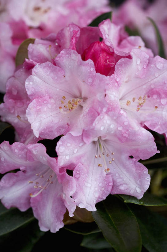 无人,竖图,室外,特写,白天,美景,植物,杜鹃花,英国,景观,杜鹃,花,花瓣,粉色,自然,春天,景色,摄影,灌木,喜悦,克制,自然风光,红杜鹃,满山红,清明花,清时,山踯躅,红踯躅,节制,欣喜,山石榴,映山红,彩图,对焦