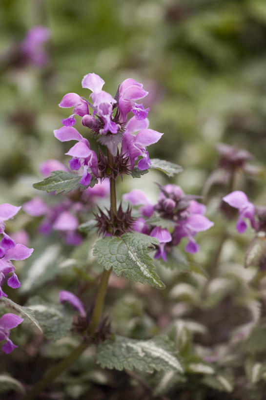 无人,竖图,室外,特写,白天,美景,植物,英国,景观,花,花瓣,粉色,自然,春天,景色,摄影,自然风光,刺荨麻,彩图,对焦
