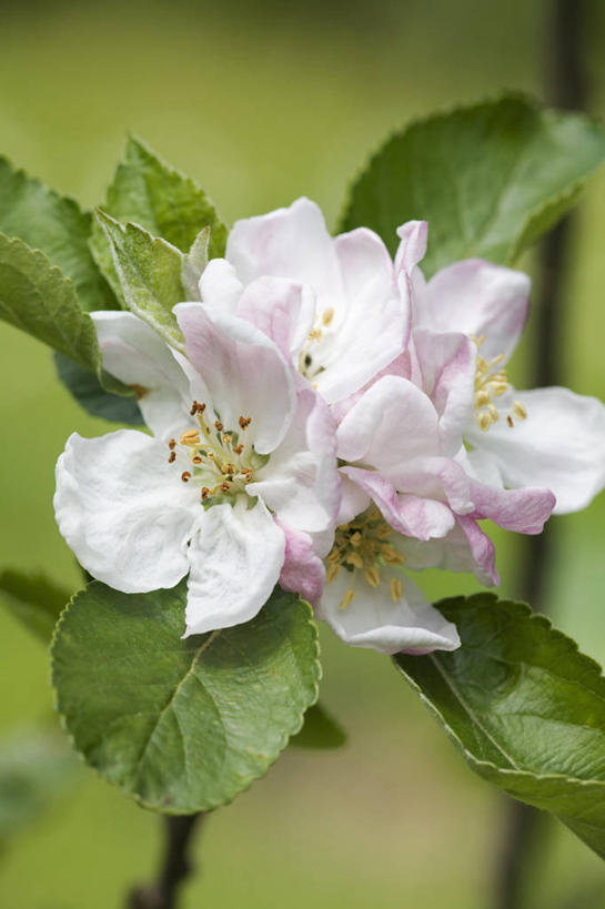 无人,竖图,室外,特写,白天,美景,植物,苹果,英国,景观,果树,花,花瓣,花朵,树,粉色,白色,自然,春天,景色,摄影,清新,自然风光,苹果花,苹果树,落叶树,彩图