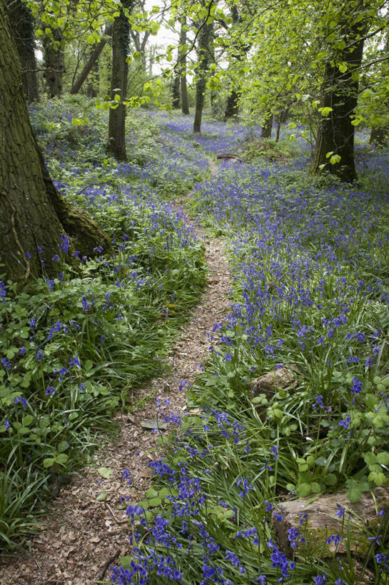 无人,竖图,室外,白天,美景,树林,植物,蔬菜,英国,新鲜,景观,小路,食品,树荫,花,食物,自然,春天,景色,摄影,有机食品,绿色食品,自然风光,野风信子,彩图