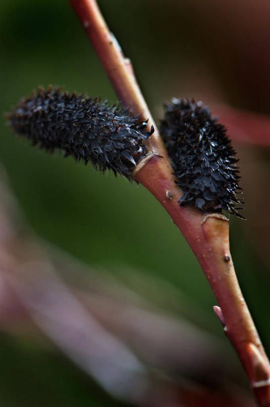 无人,竖图,室外,特写,白天,留白,美景,植物,柳树,英国,景观,冬天,褐色,茎,树,两个,黑色,自然,春天,景色,摄影,自然风光,落叶树,嫩枝,彩图,褪色柳,对焦