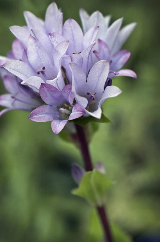 无人,竖图,室外,特写,白天,美景,植物,英国,景观,风铃草,花,绿色,紫色,自然,夏天,景色,摄影,自然风光,彩图,对焦,多年生植物