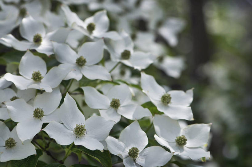 无人,横图,室外,特写,白天,美景,植物,英国,盛开,景观,花蕾,花,花瓣,花朵,鲜花,白色,自然,春天,花苞,花蕊,景色,摄影,灌木,自然风光,山茱萸,落叶树,山萸肉,山芋肉,蜀酸枣,天木籽,药枣,萸肉,枣皮,彩图,对焦