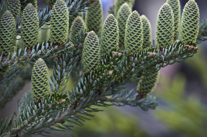 无人,横图,室外,特写,白天,美景,植物,叶子,英国,景观,松果,树,绿色,灰色,自然,景色,摄影,灌木,清新,自然风光,杉树,常绿树,针叶树,彩图,对焦,朝鲜冷杉