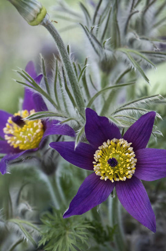 无人,竖图,室外,特写,白天,美景,植物,白头翁,叶子,英国,景观,花,花瓣,两个,紫色,灰色,自然,景色,摄影,自然风光,彩图,对焦,多年生植物