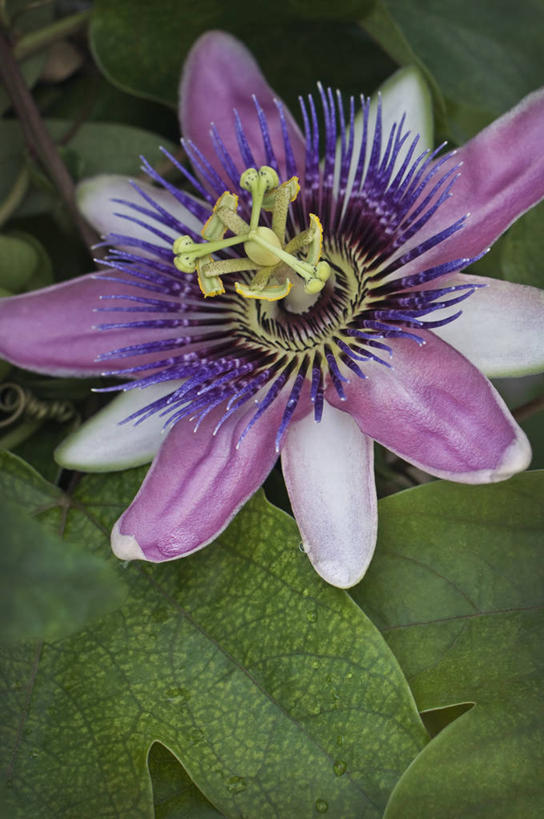 无人,攀登,竖图,室外,特写,白天,美景,植物,英国,景观,花,花瓣,一个,粉色,紫色,自然,夏天,西番莲,景色,摄影,单个,雄蕊,自然风光,彩图,对焦