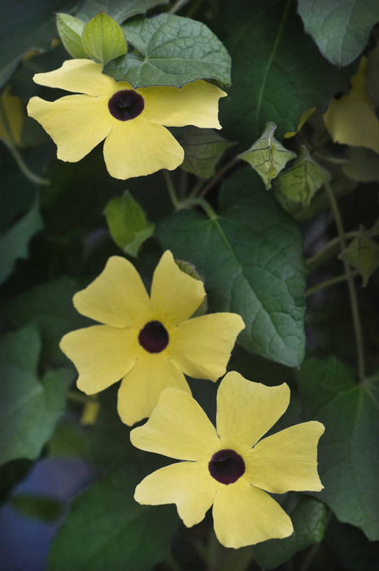 无人,攀登,竖图,彩色,室外,特写,白天,美景,植物,英国,景观,草药,药草,中药,花,花瓣,三个,黄色,自然,藤蔓,景色,摄影,五颜六色,色彩斑斓,自然风光,药材,中草药,五彩缤纷,藤蔓植物,中药材,本草,五彩斑斓,五光十色,爵床,彩图,对焦