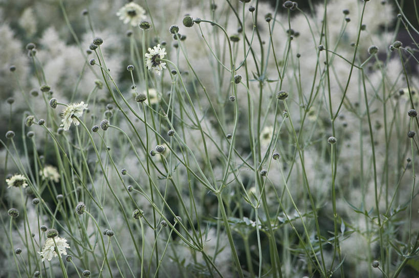 无人,横图,竖图,室外,特写,白天,美景,植物,英国,景观,茎,花蕾,花,花瓣,紫色,自然,夏天,景色,摄影,自然风光,轮峰菊,彩图,多年生植物