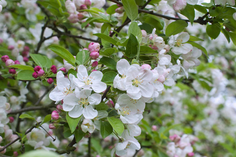 无人,横图,室外,特写,白天,美景,植物,苹果,英国,景观,花,花瓣,花朵,树,白色,自然,春天,景色,摄影,自然风光,苹果花,苹果树,落叶树,彩图