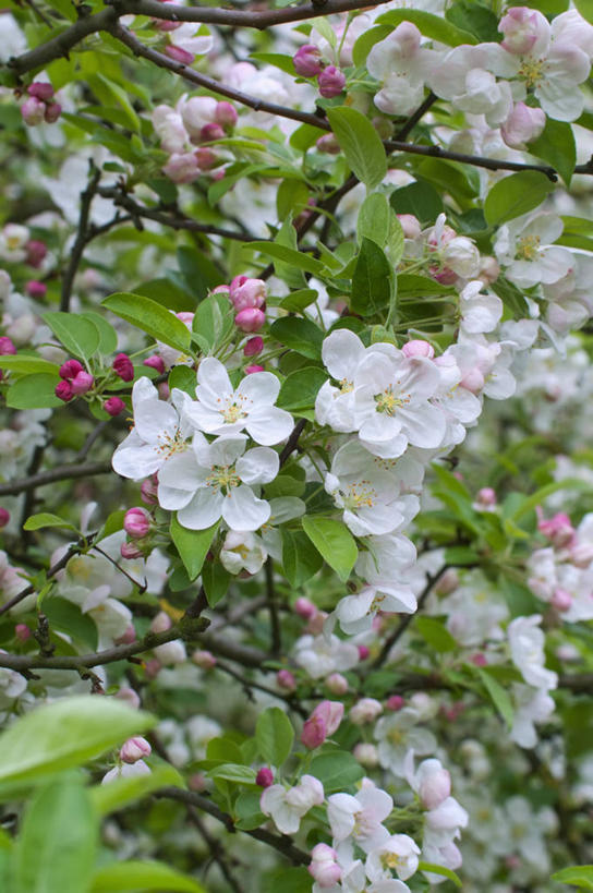 无人,竖图,室外,特写,白天,美景,植物,苹果,英国,景观,花,花瓣,花朵,树,白色,自然,春天,景色,摄影,自然风光,苹果花,苹果树,落叶树,彩图,对焦