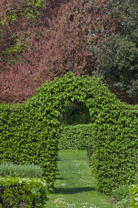 无人,竖图,室外,白天,美景,植物,英国,景观,拱门,小路,草,自然,春天,景色,摄影,园林,自然风光,曲别针,落叶树,山毛榉树,树篱,彩图,花园路