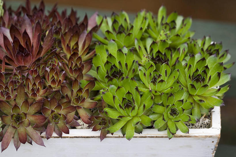 无人,横图,室外,特写,白天,美景,植物,叶子,花盆,英国,木制,景观,红色,绿色,自然,容器,生物,景色,摄影,多样,锋利,尖锐,自然风光,彩图,肉质植物,长生花