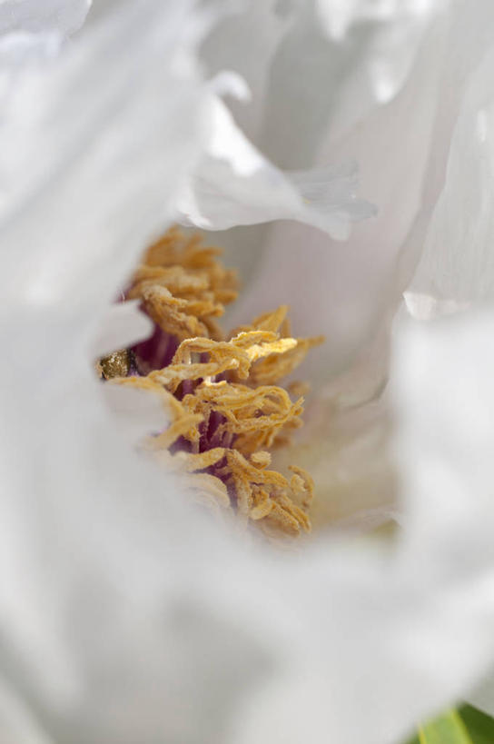 无人,竖图,室外,特写,白天,美景,植物,英国,景观,花,花瓣,黄色,白色,自然,景色,摄影,雄蕊,自然风光,柔焦,花粉,牡丹,彩图,全画面,全框架,全帧,全画幅,对焦