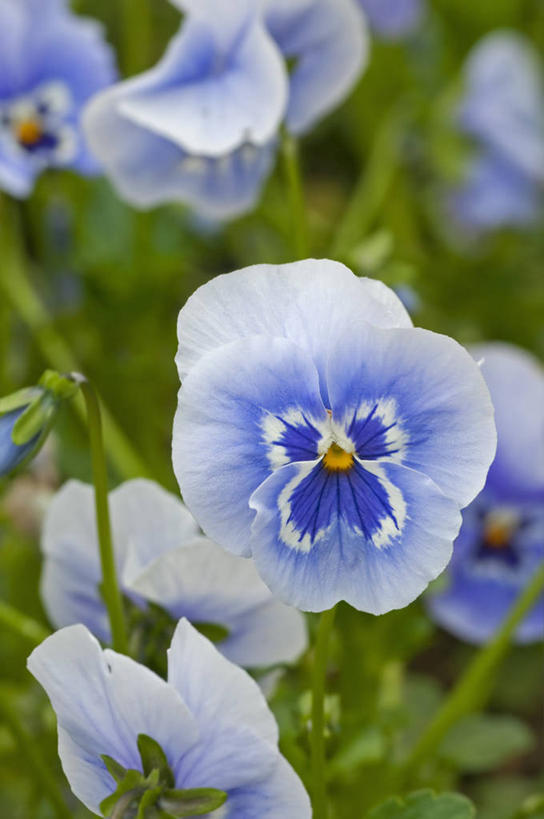 无人,竖图,室外,特写,白天,美景,植物,英国,景观,花,蓝色,白色,自然,景色,摄影,自然风光,三色紫罗兰,式样,彩图,对焦