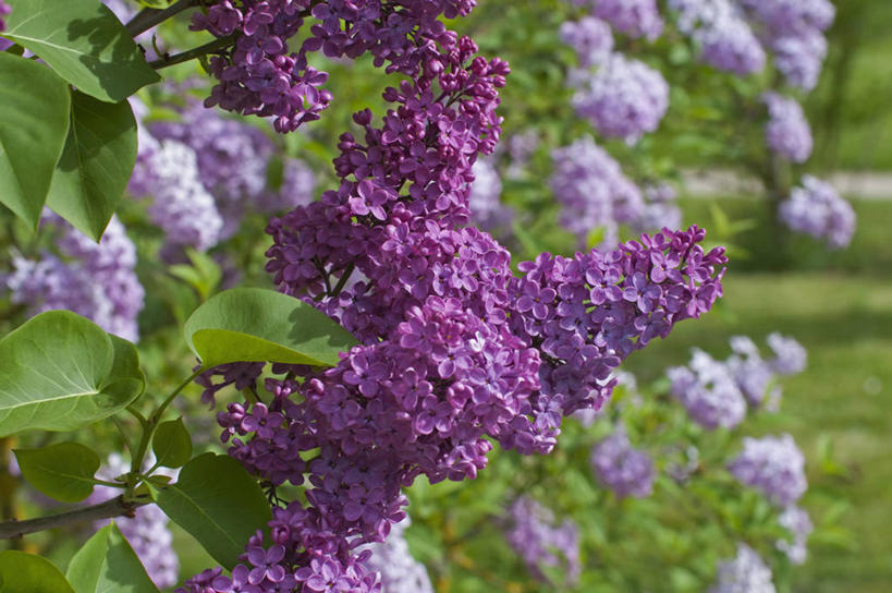 无人,横图,室外,特写,白天,美景,植物,丁香花,英国,景观,花,花瓣,粉色,紫色,自然,春天,景色,摄影,灌木,自然风光,落叶树,彩图,对焦