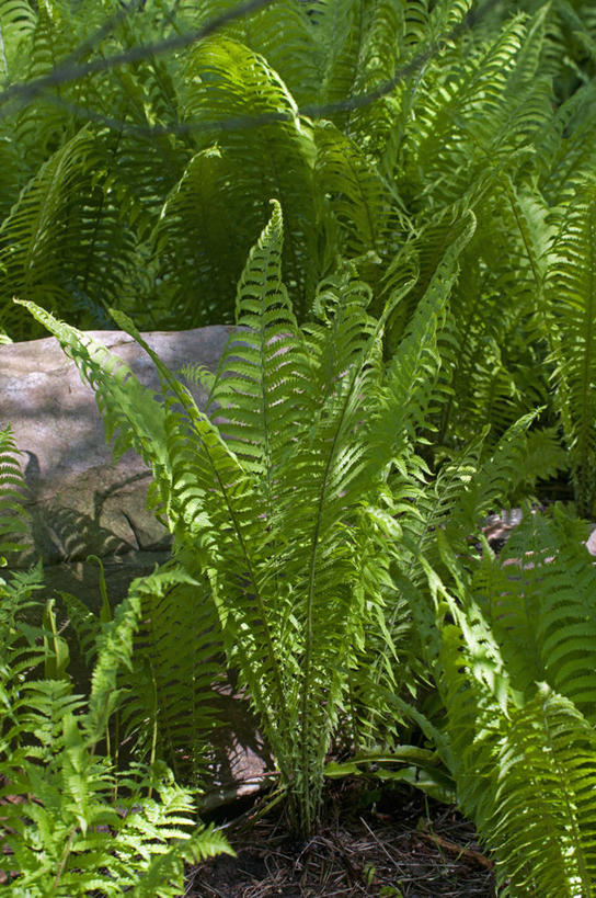 无人,竖图,室外,白天,美景,植物,叶子,英国,景观,绿色,自然,夏天,景色,摄影,蕨类,自然风光,复叶,彩图,对焦