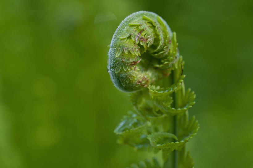 无人,横图,室外,特写,白天,留白,美景,植物,叶子,英国,开,景观,绿色,自然,夏天,景色,摄影,生长,蕨类,自然风光,复叶,彩图