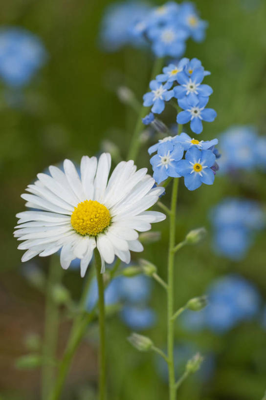 无人,竖图,室外,特写,白天,美景,植物,勿忘我,英国,景观,花,花瓣,蓝色,白色,自然,春天,景色,摄影,多样,自然风光,大滨菊,彩图,对焦,多年生植物