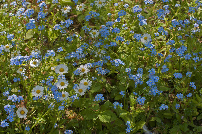 无人,横图,室外,白天,美景,植物,勿忘我,英国,景观,花,花瓣,蓝色,白色,自然,春天,景色,摄影,多样,自然风光,大滨菊,彩图,对焦,多年生植物