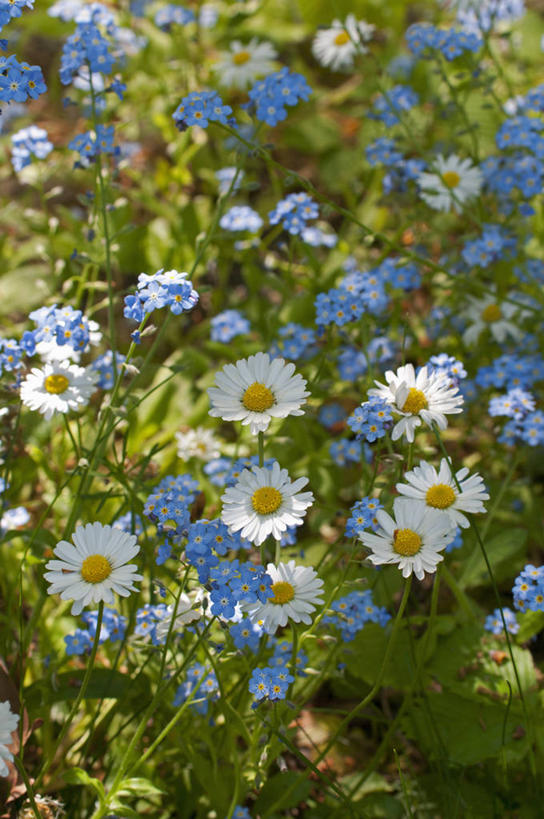 无人,竖图,室外,特写,白天,美景,植物,勿忘我,英国,景观,花,花瓣,蓝色,白色,自然,春天,景色,摄影,多样,自然风光,大滨菊,彩图,对焦,多年生植物