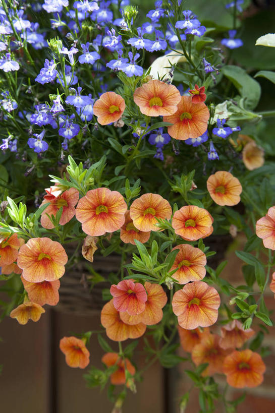 无人,交叉,竖图,室外,特写,白天,美景,植物,竹子,花盆,英国,握,竹制,编织,篮子,景观,拿,拎,拿着,花,花瓣,蓝色,自然,容器,竹篮,夏天,景色,握着,摄影,多样,竹条,交织,竹制品,自然风光,穿插,彩图,拎着,半边莲属