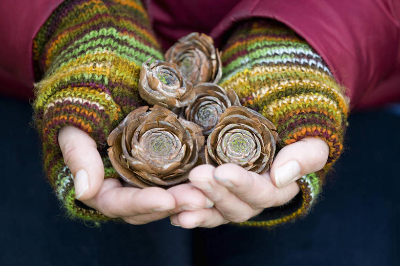 成年人,手,一个人,横图,室外,特写,白天,正面,美景,植物,英国,塞浦路斯,仅一个女性,条纹,圆锥,景观,冬天,褐色,拿着,绿色,自然,手套,景色,人体,摄影,自然风光,连指手套,式样,女人,捧着,彩图