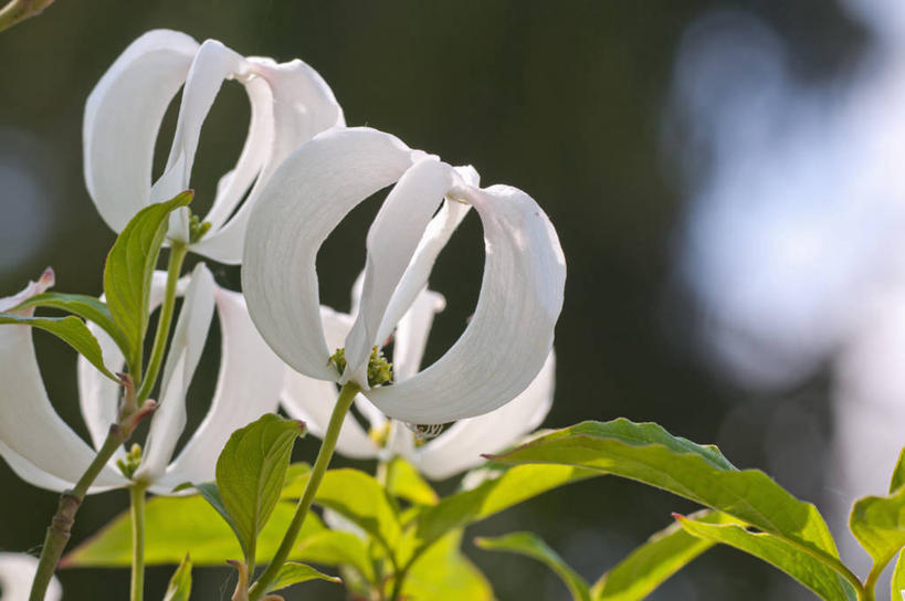 无人,横图,室外,特写,白天,美景,植物,英国,盛开,景观,花蕾,花,花瓣,花朵,鲜花,白色,自然,春天,花苞,花蕊,景色,摄影,灌木,自然风光,山茱萸,落叶树,山萸肉,山芋肉,蜀酸枣,天木籽,药枣,萸肉,枣皮,彩图,对焦